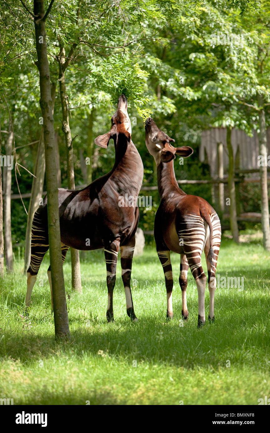 Zwei Blätter von einem Baum zu essen okapi Stockfoto