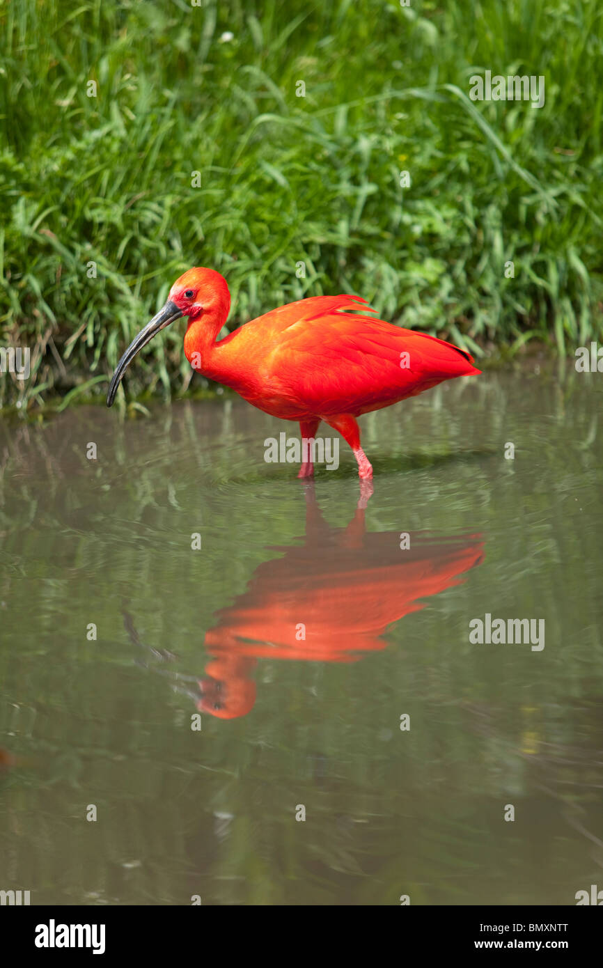 Scarlet Ibis spiegelt sich im Wasser Stockfoto