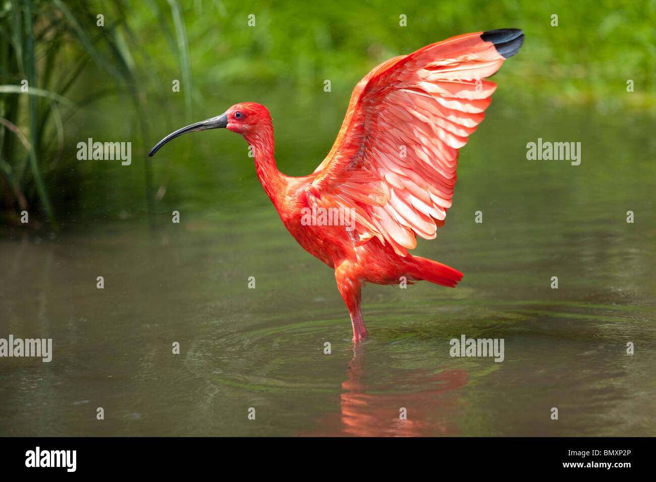 Scarlet Ibis erstreckt sich seine Flügel Stockfoto