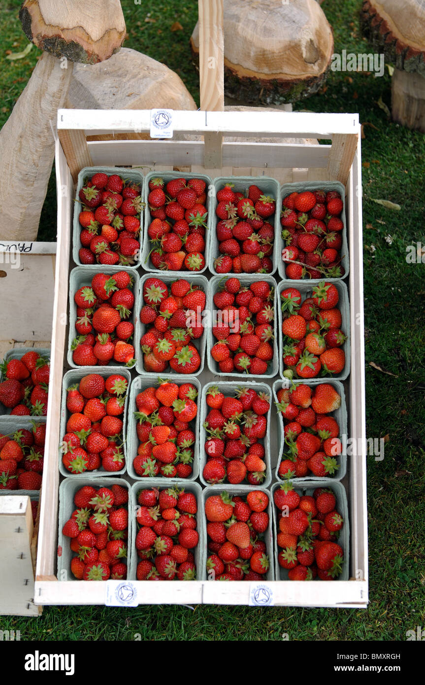 Biologisch angebaute Erdbeeren Stockfoto