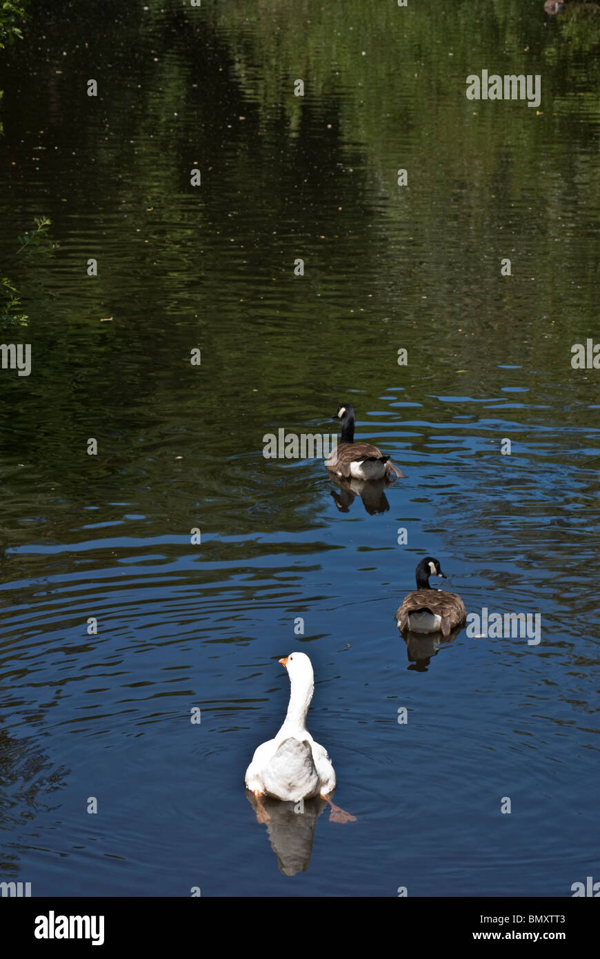 in der Unterzahl weiße Gans, Baden im See mit zwei Kanada, kanadische Gänse Etherow Landschaftspark Stockfoto