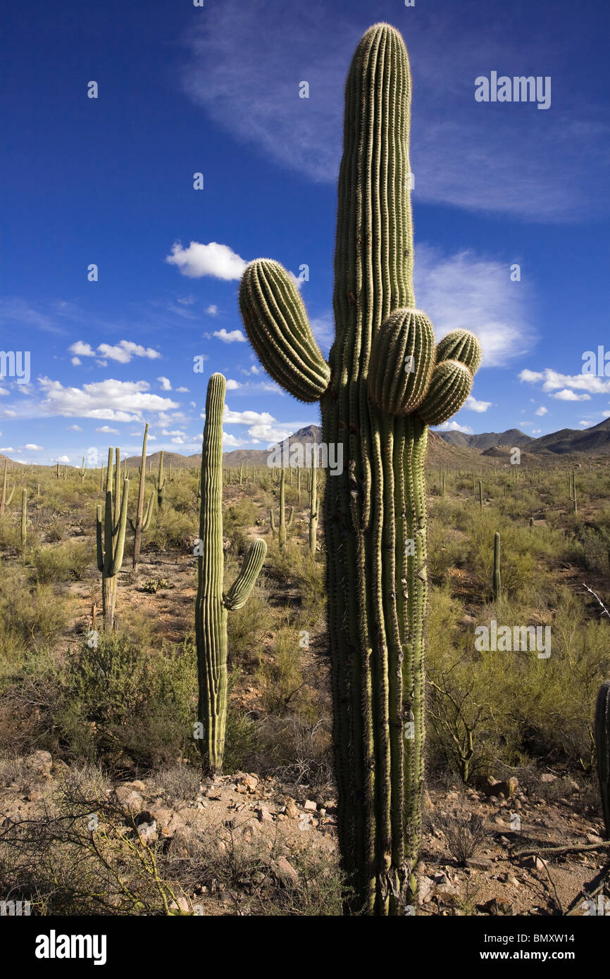 Saguaro Kaktus Landschaft, Carnegiea Gigantea, Saguaro National Park, Arizona. Stockfoto