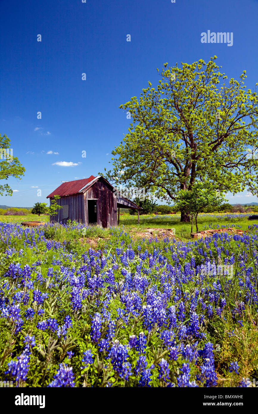 Verlassene Gebäude Ruinen mit Wildblumen Kornblume im Hügelland in Pontotoc, Texas, USA. Stockfoto
