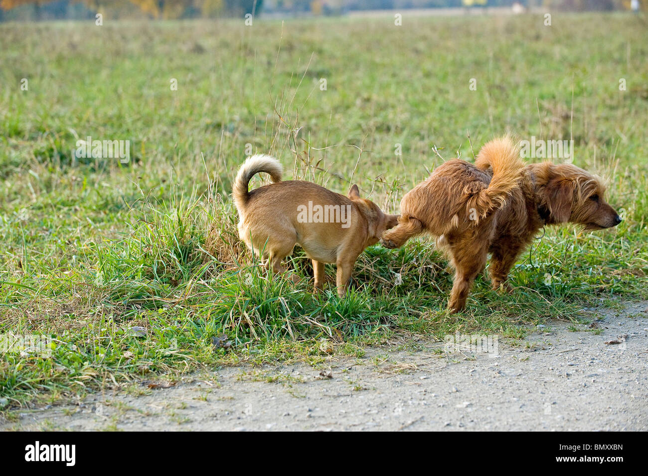 Rüden markieren Hoheitsgebiet Stockfoto