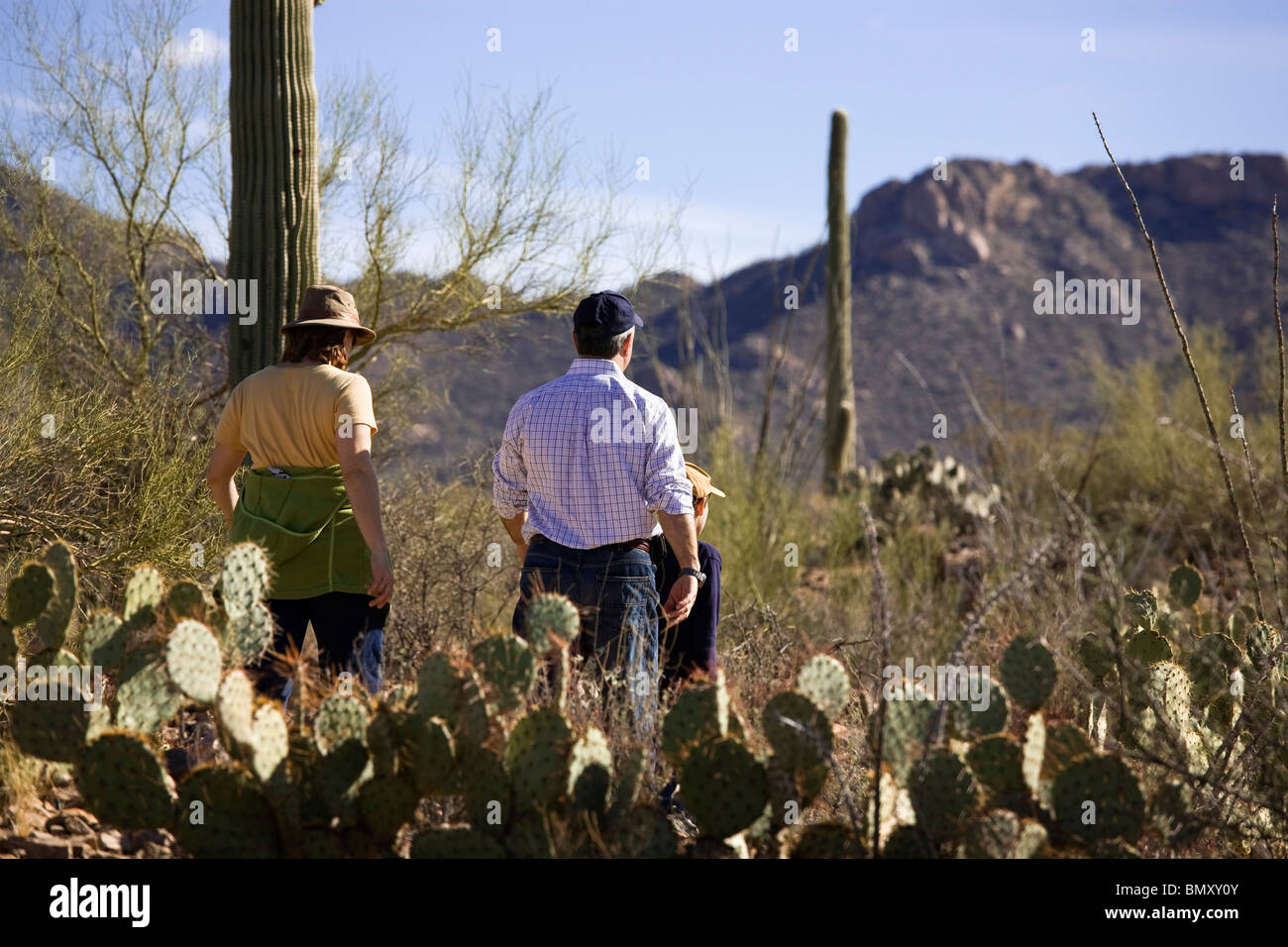 Touristen, Wandern im Saguaro National Park, Arizona. Stockfoto
