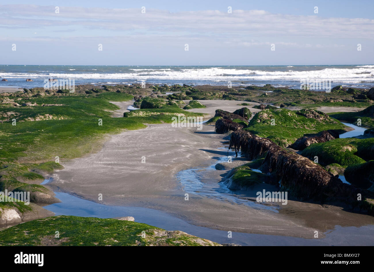 Abzüglich Flut, Pacific North Coast, Verfügbarmachen Steinstrukturen & Meeresflora. Stockfoto