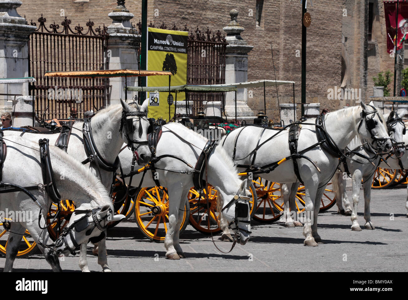 Pferde und Kutschen erwarten Kunden vor der Kathedrale an der Plaza de Los Reyes in Sevilla Andalusien Spanien Europa Stockfoto