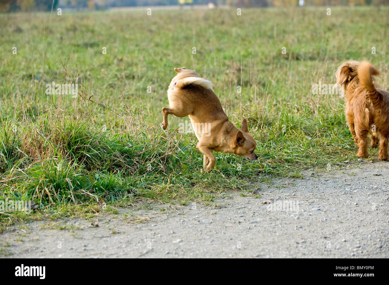 Rüden markieren Hoheitsgebiet Stockfoto