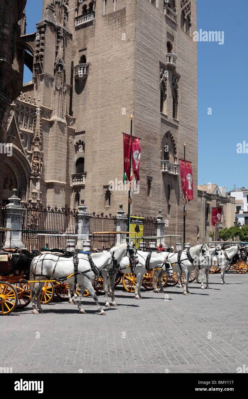 Pferde und Kutschen erwarten Kunden vor der Kathedrale an der Plaza de Los Reyes in Sevilla Andalusien Spanien Europa Stockfoto