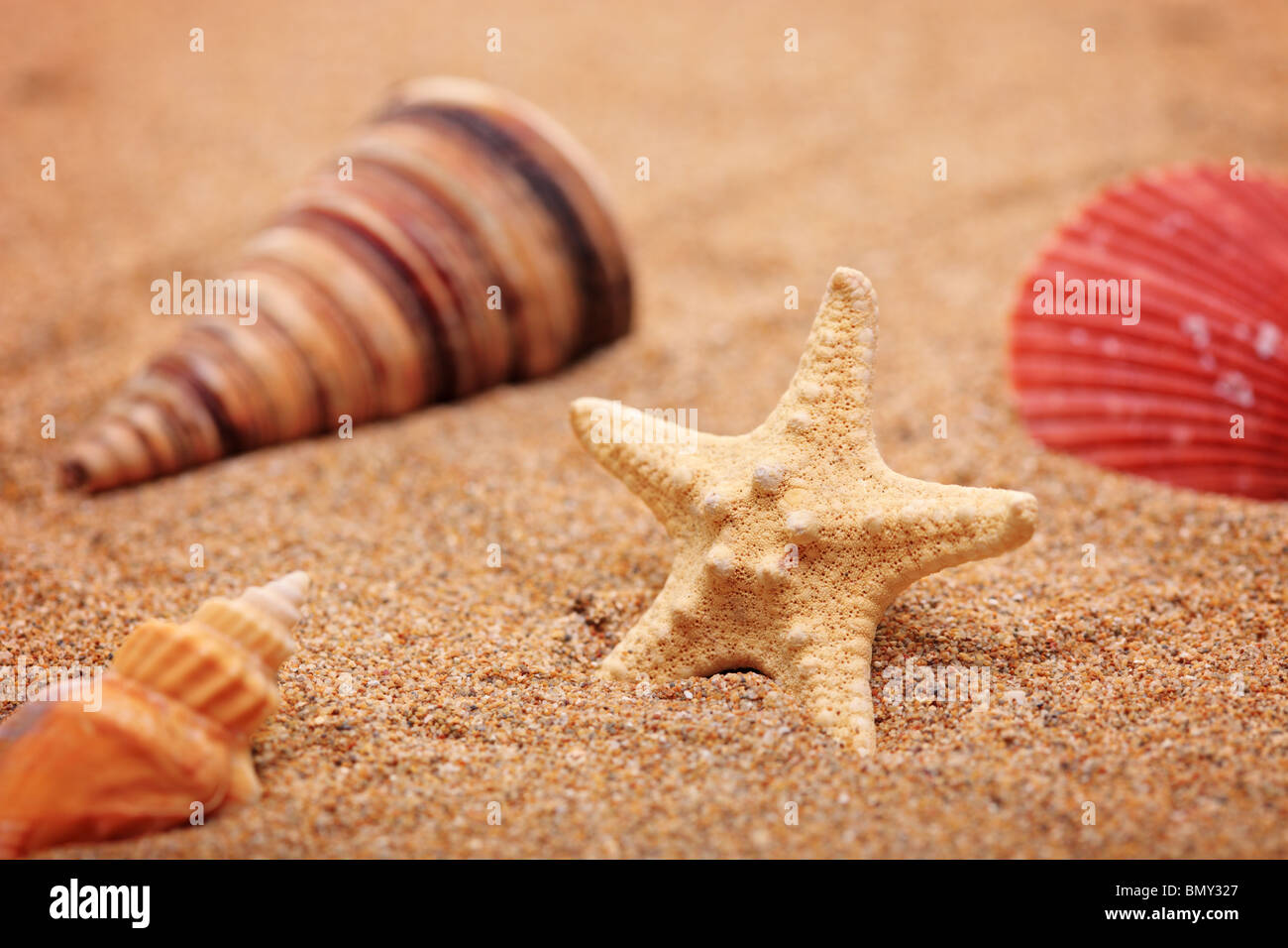 Sandstrand mit Muschel und Seesterne Stockfoto