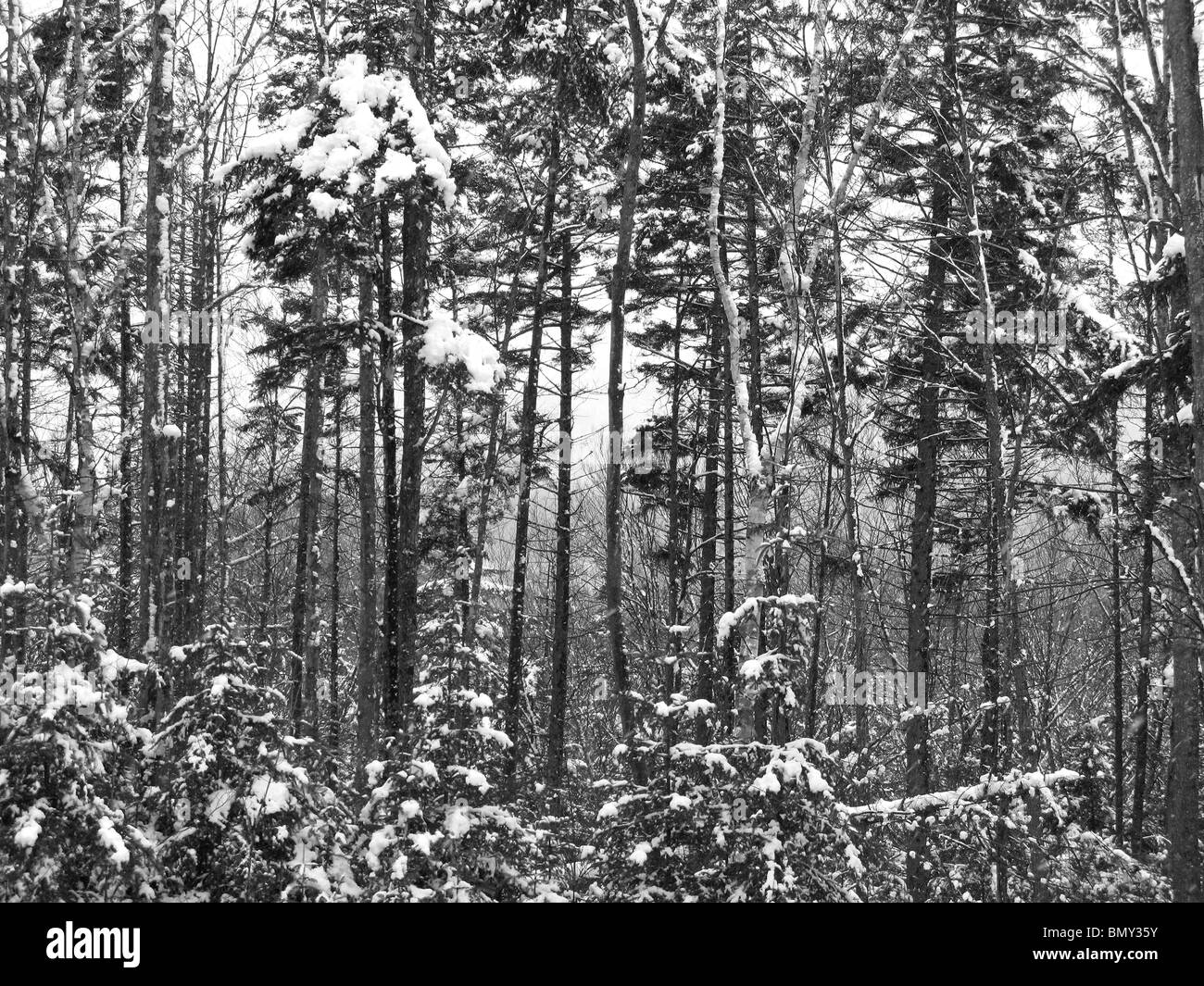 Ein Wald von grünen Kiefern mit schweren Winterschnee bedeckt Stockfoto