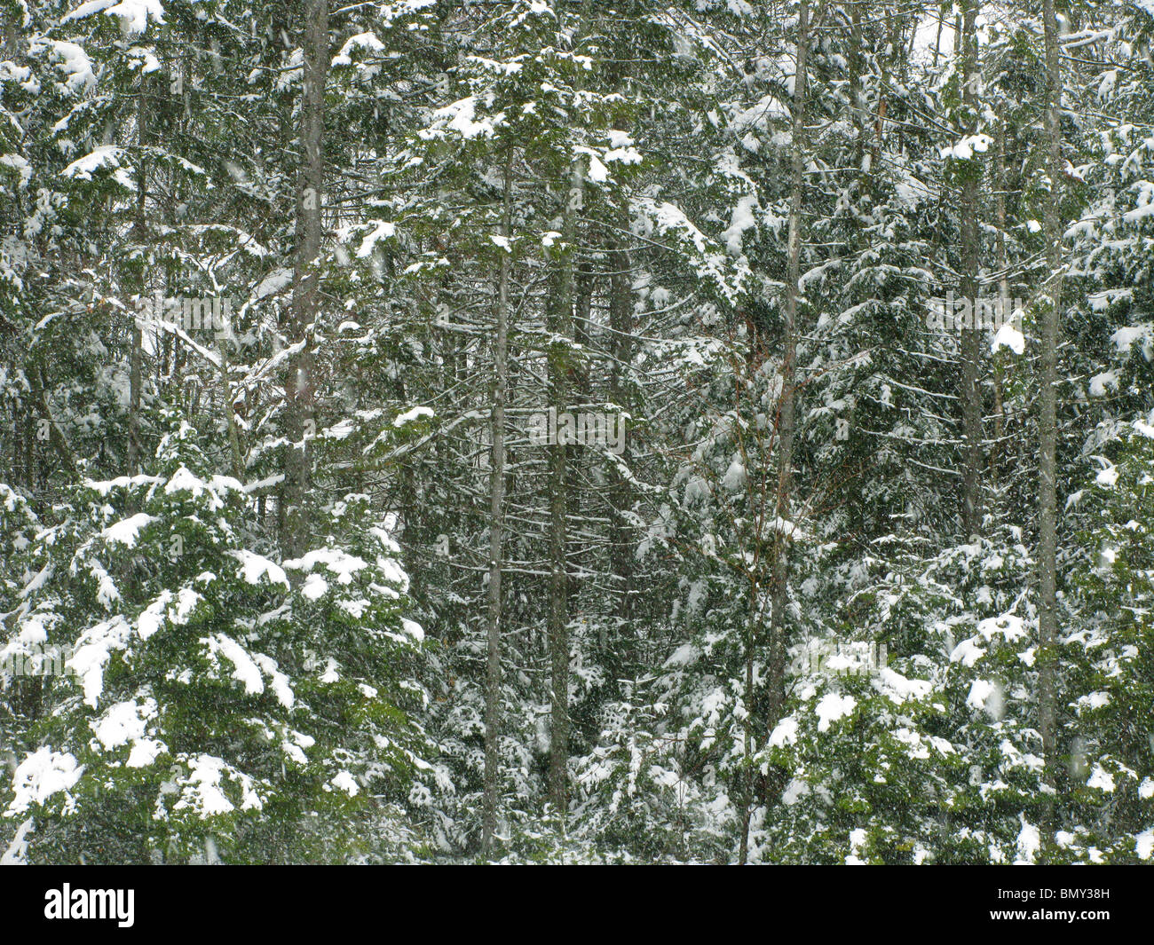 Ein Wald von grünen Kiefern bedeckt mit Schnee Stockfoto