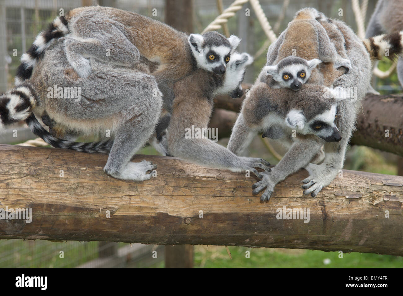 Kattas (Lemur catta) die Jungen auf dem Rücken von in Gefangenschaft in Blackpool Zoo, Lancashire, Großbritannien Stockfoto