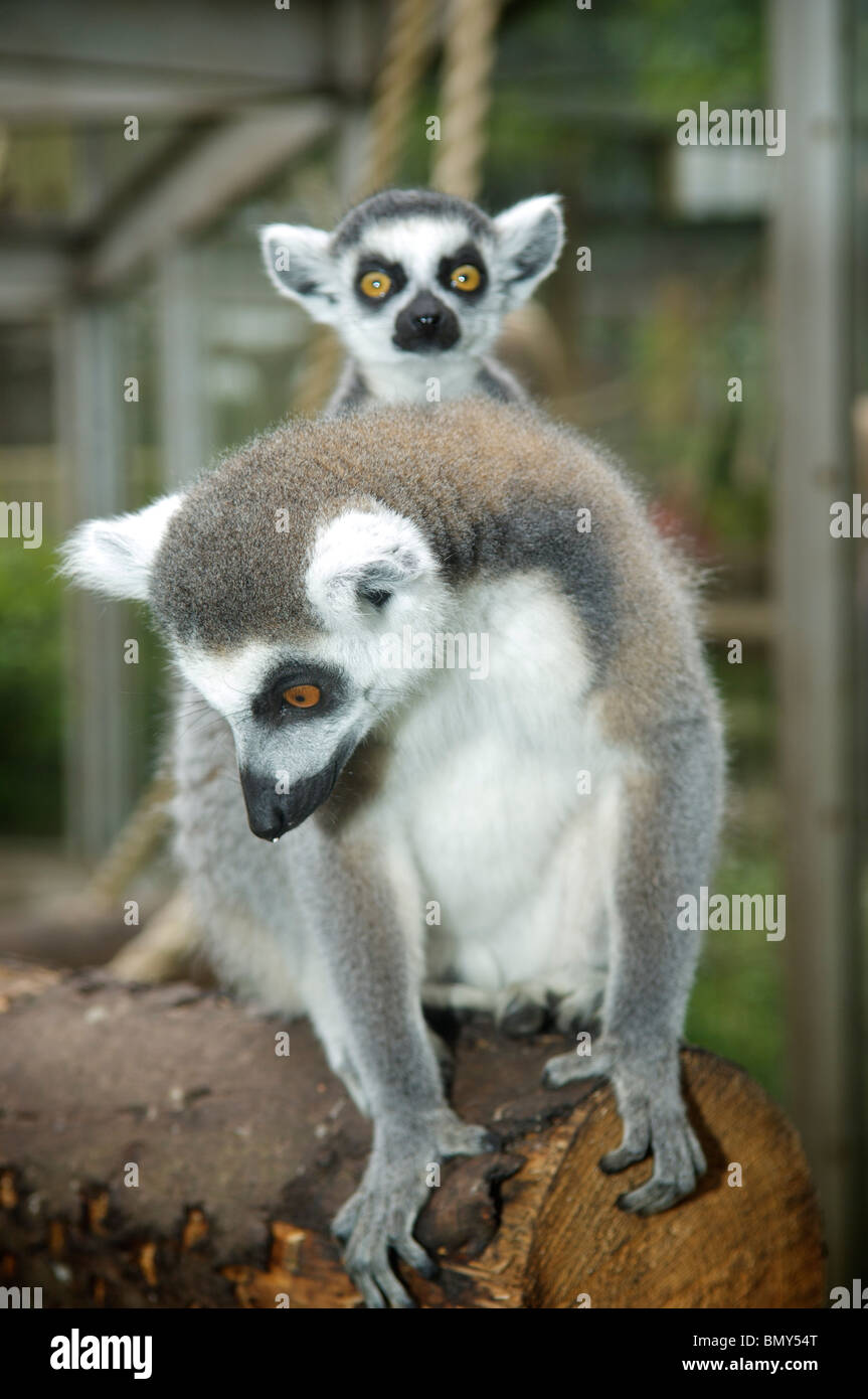 Kattas (Lemur catta) in Gefangenschaft in Blackpool Zoo, Lancashire, Großbritannien Stockfoto