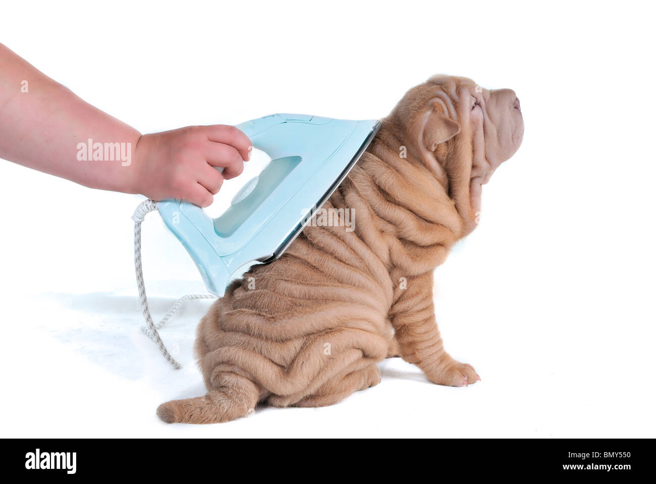 Faltige Welpen von Shar-Pei gebügelt werden Stockfoto