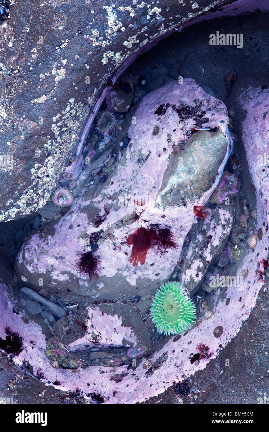 Seeanemone in Ursuppe am Rialto Beach. Olympic Nationalpark, Washington Stockfoto