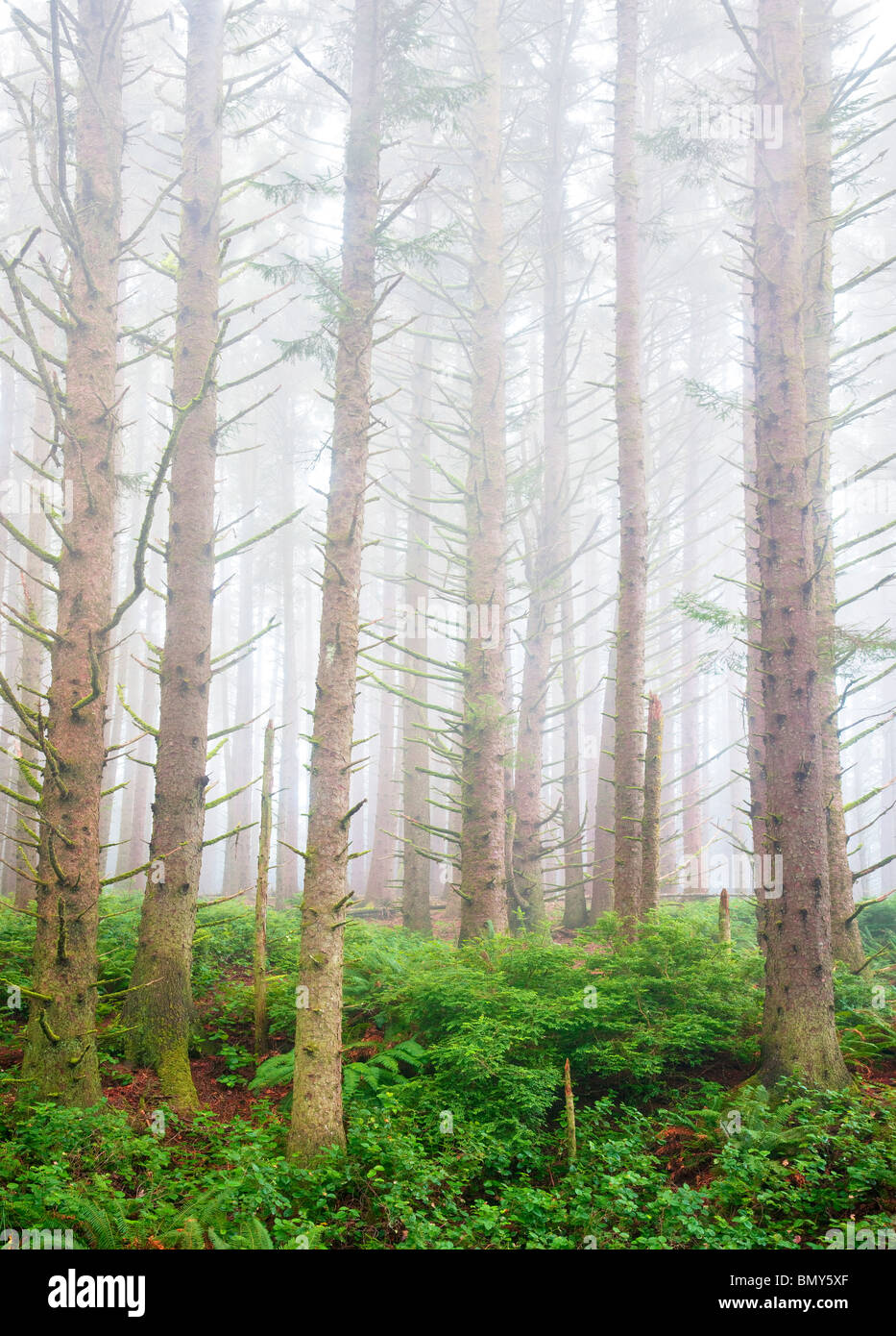 Sitka-Fichten-Wald mit Nebel an der Küste von Oregon. Samuel H. Boardman State Scenic Korridor. Oregon Stockfoto