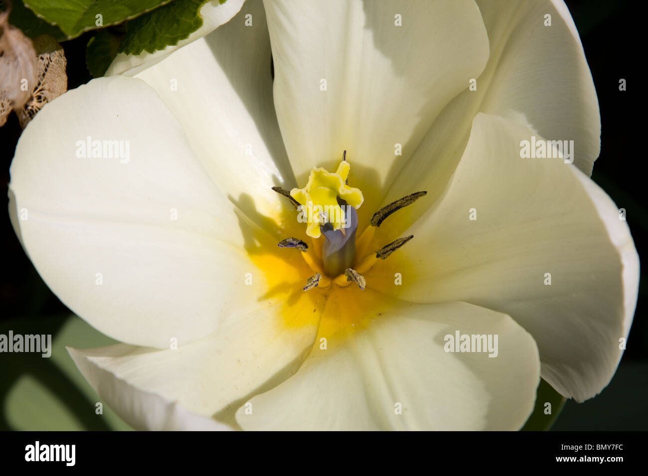 Weiße Tulpe Blume Stockfoto