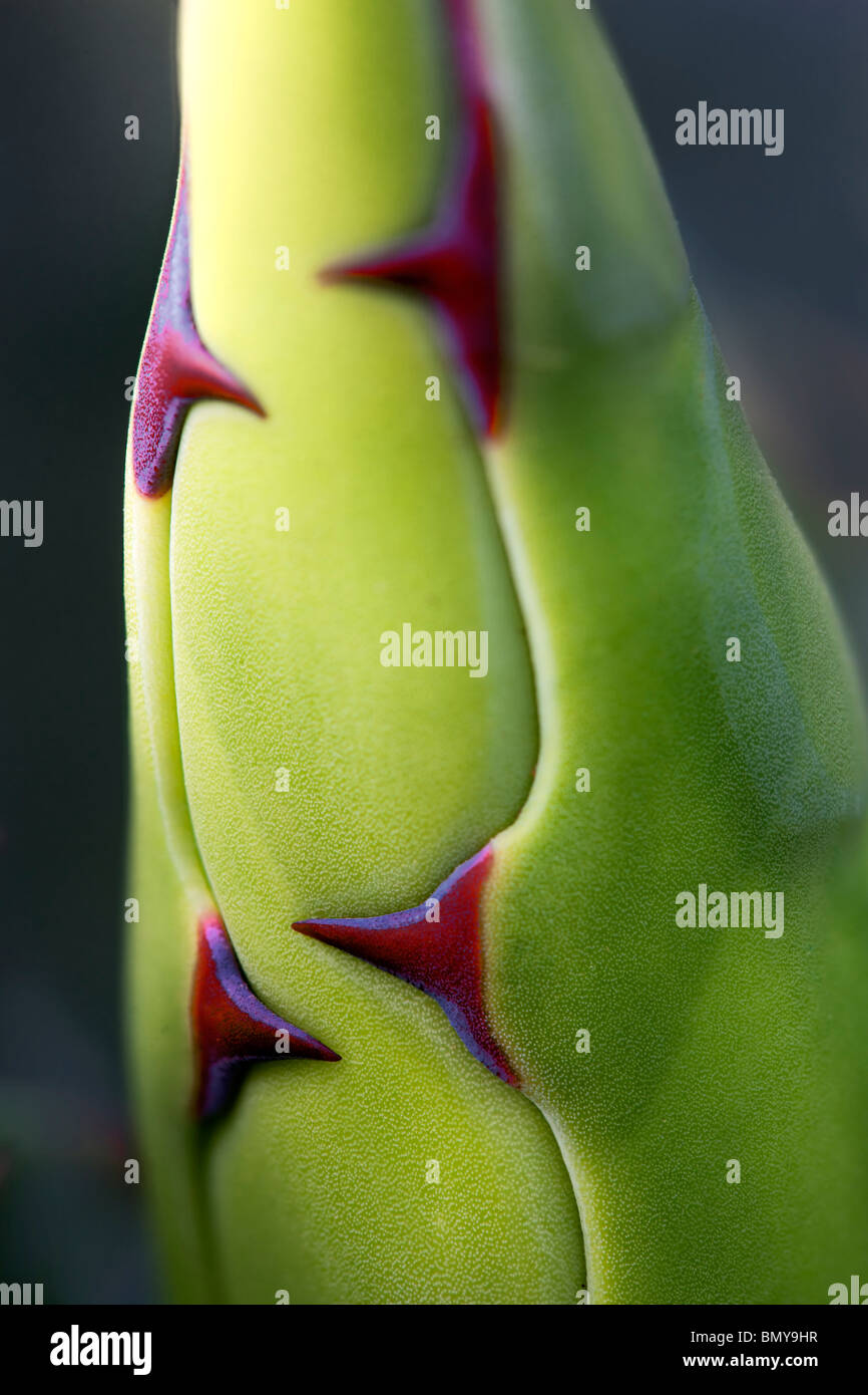 Agave Montana "Baccarat" Nahaufnahme von Dornen vor Eröffnung. Stockfoto