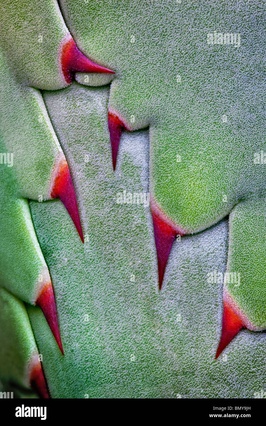 Nahaufnahme von Dornen auf Agave Pflanze vor Eröffnung. Stockfoto