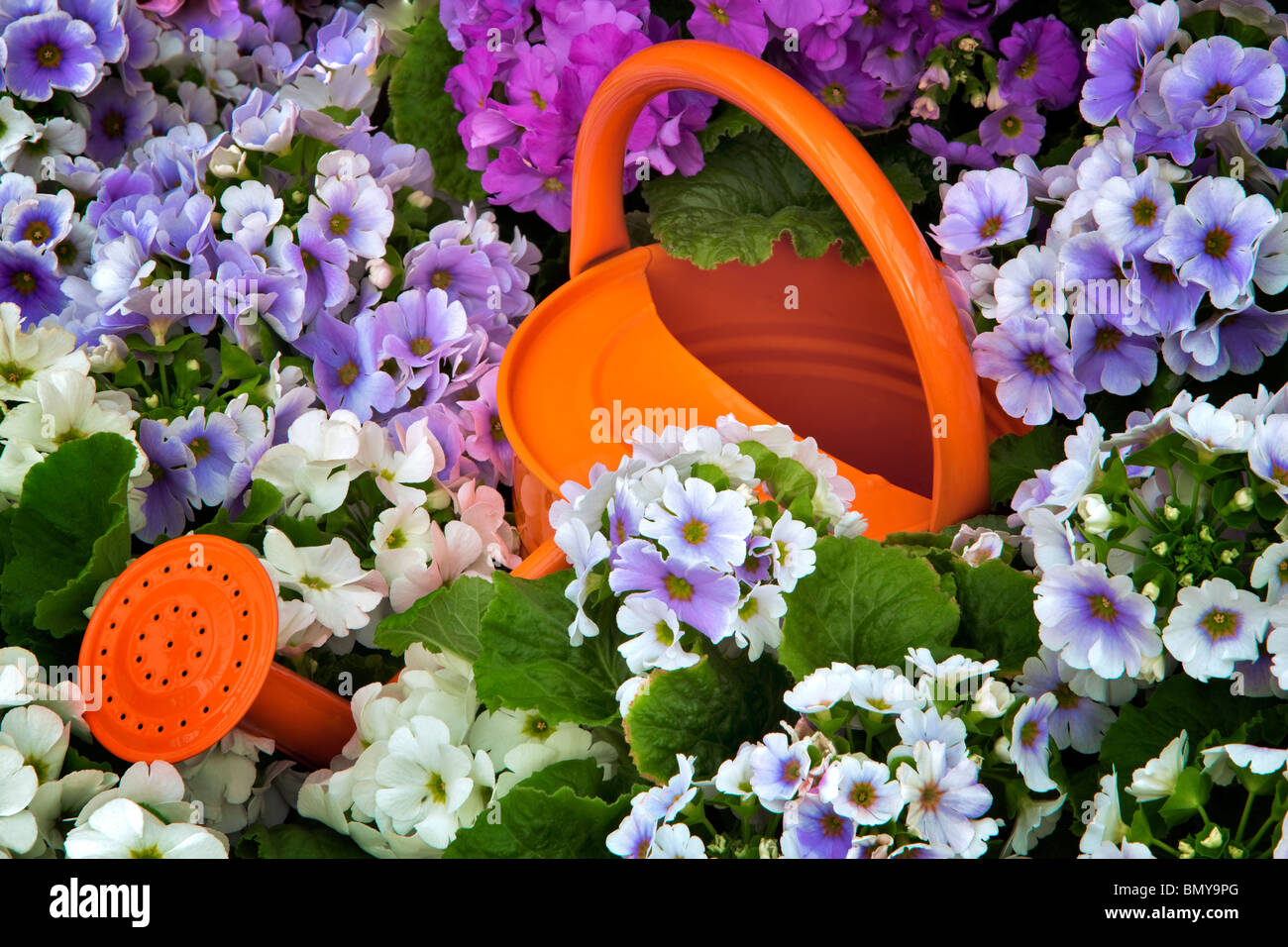 Gießkanne in Obconica Primrose Blumenwiese. Oregon Stockfoto