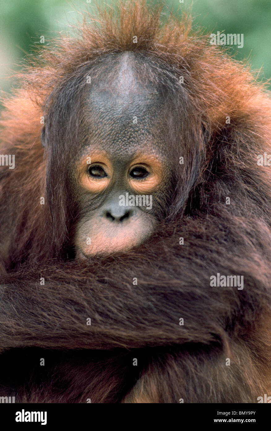 Eine nachdenkliche junge Orang-Utan aus der Insel Borneo in Südostasien starrt Besucher in den Zoo von San Diego in Südkalifornien, USA. Stockfoto