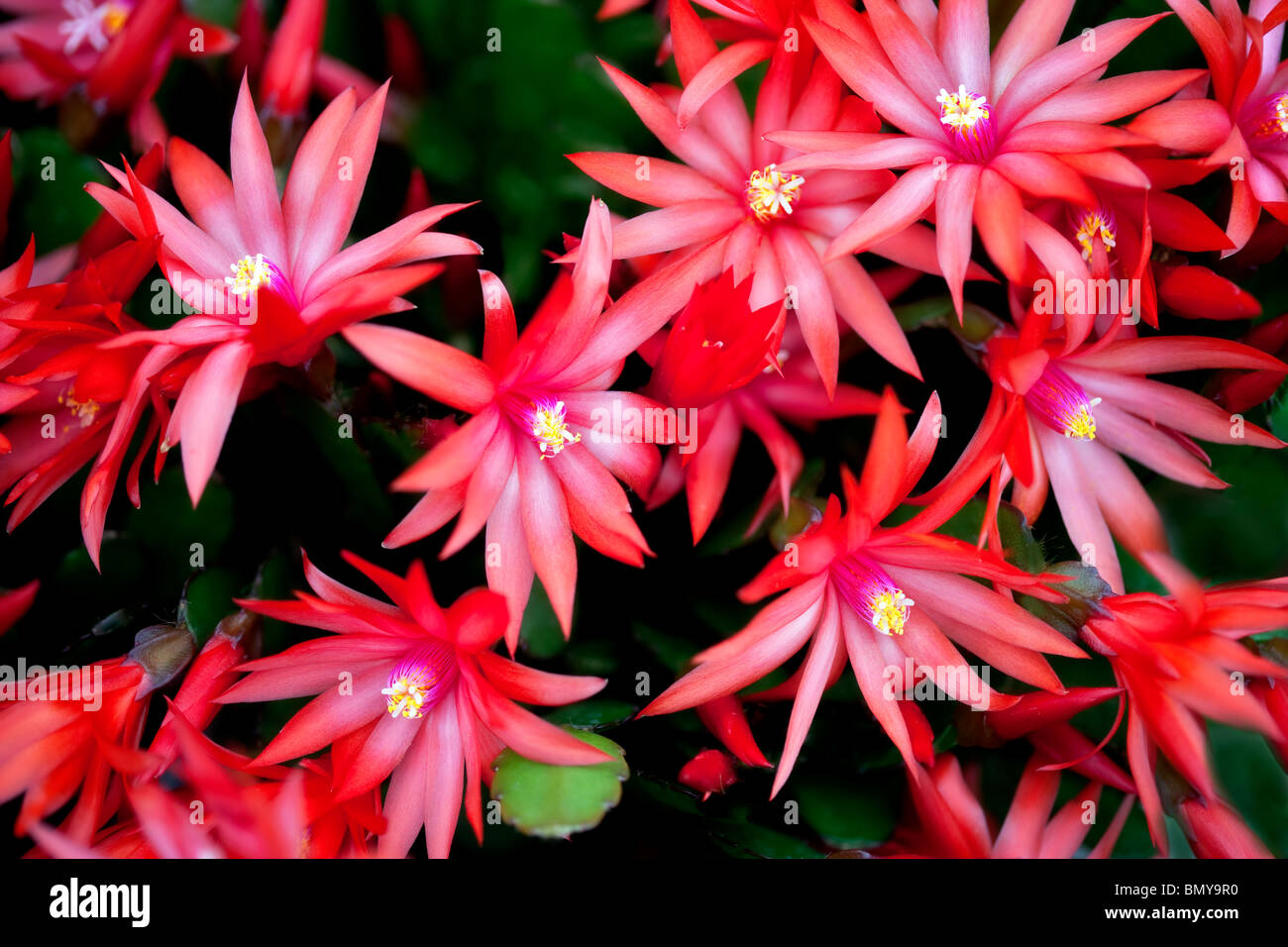 Nahaufnahme von Sunrise Kaktus. Rhipsalidopsis Gaertneri. Stockfoto