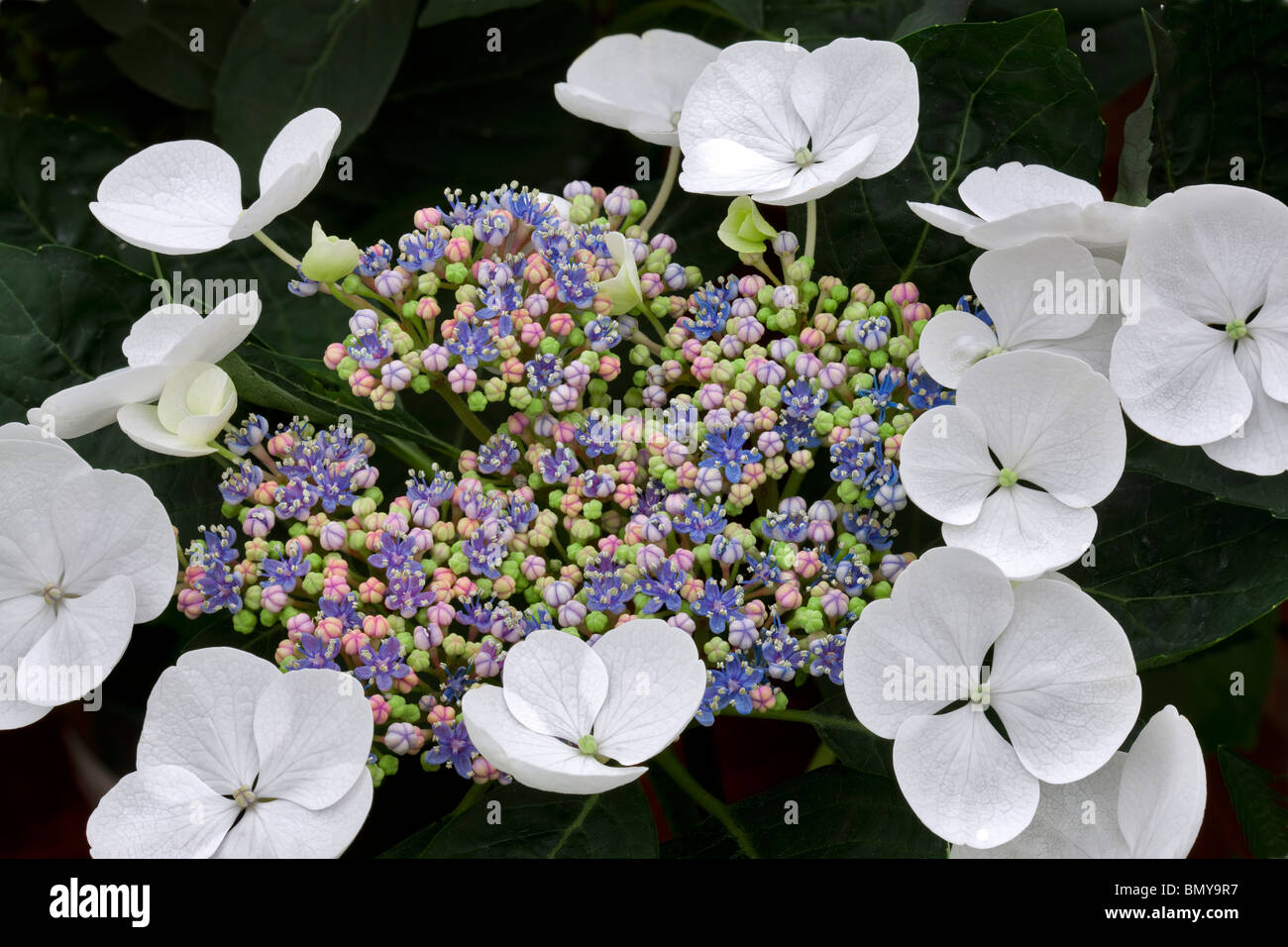 Nahaufnahme der Spitze Cup Hortensie. (Hydrangea Macrophylla-Spitzenhäubchen. Stockfoto