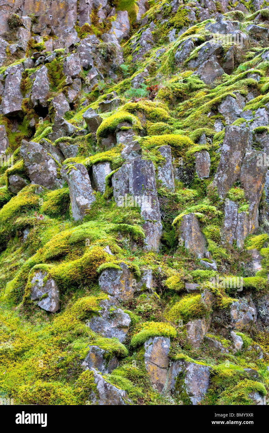 Moos bedeckt Felsen. In der Nähe von Catherine Creek. Columbia River Gorge National Scenic Bereich, Washington Stockfoto