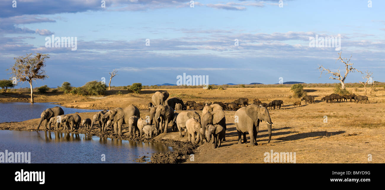 Afrikanischer Elefant (Loxodonta Africana). Herde an einer Wasserstelle zu trinken. Madikwe Wildreservat, North West Province, Südafrika. Stockfoto