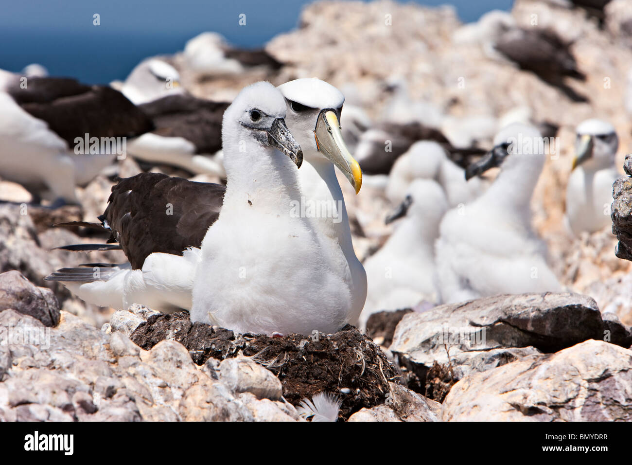 Schüchterner Albatros Thalassarche Cauta Csits Nest mit Küken Stockfoto