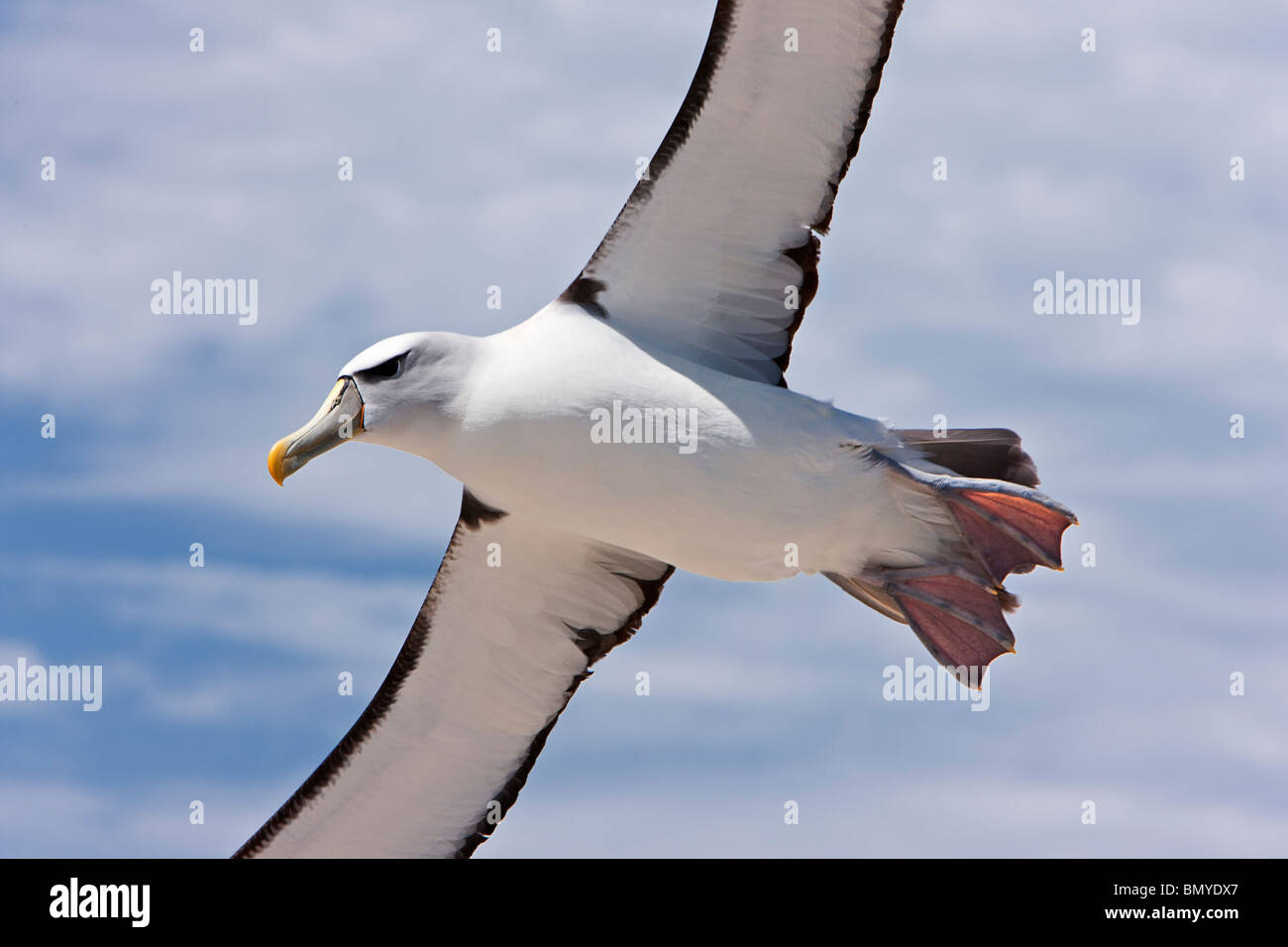 Schüchtern Sie Albatros Thalassarche Cauta fliegen Stockfoto