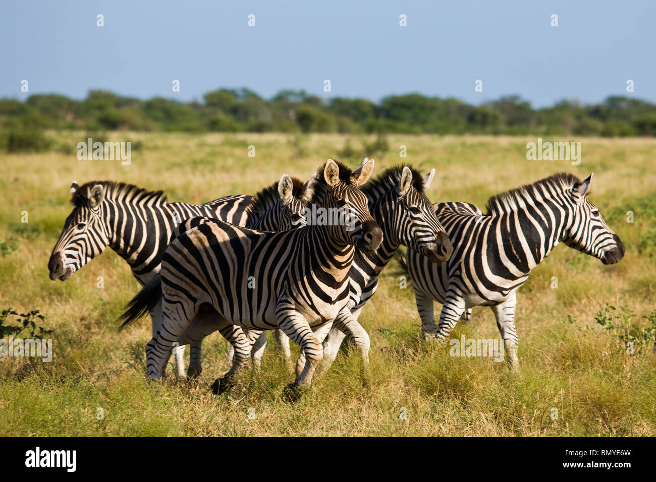 Burchells Zebra (Equus Quagga Burchelli). Gruppe im Madikwe Wildreservat. North West Province. Südafrika. Stockfoto