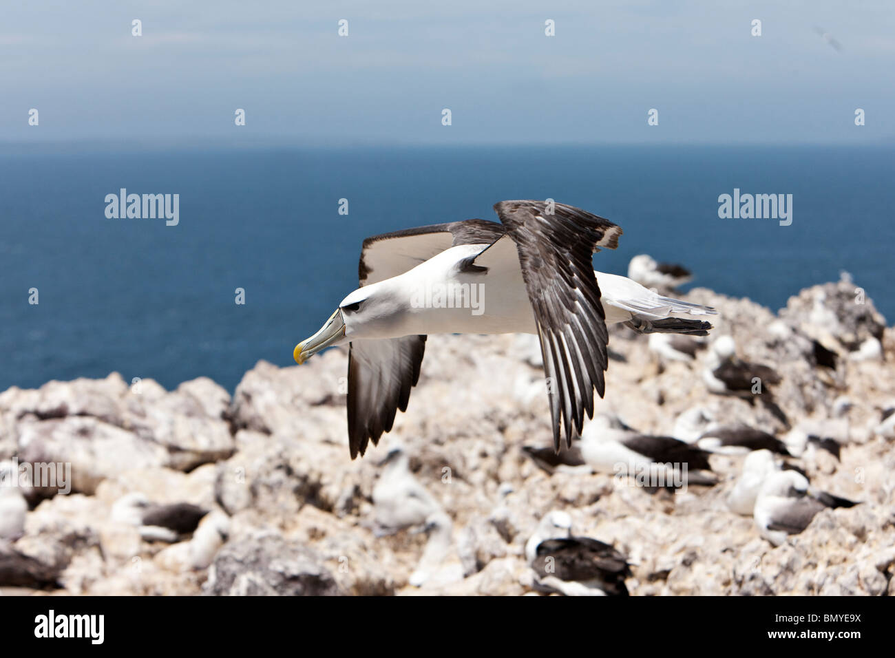 Schüchterner Albatros Thalassarche Cauta überfliegt Brutkolonie Stockfoto
