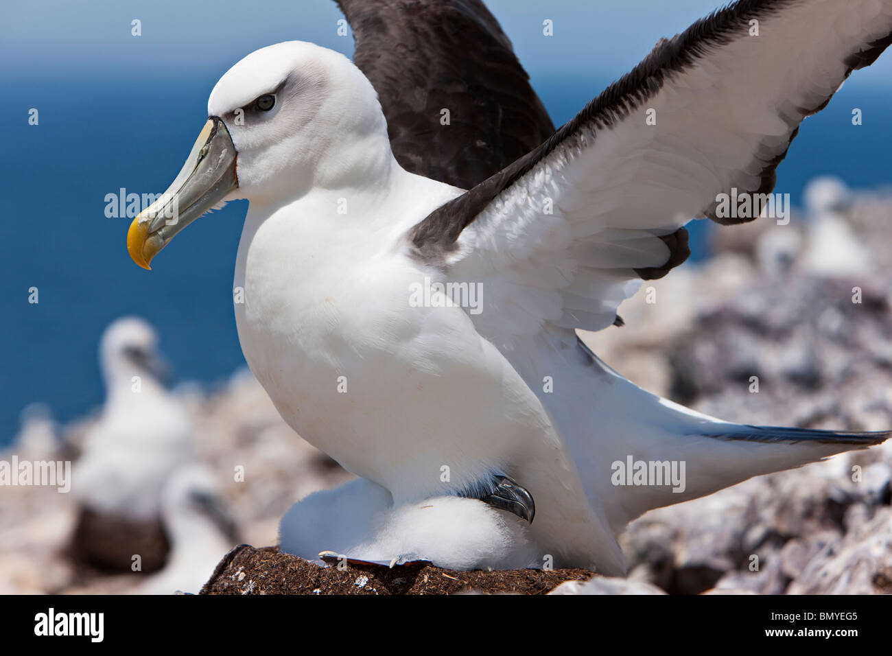 Schüchterner Albatros Thalassarche Cauta öffnet Flügel während des Nest mit Küken Stockfoto