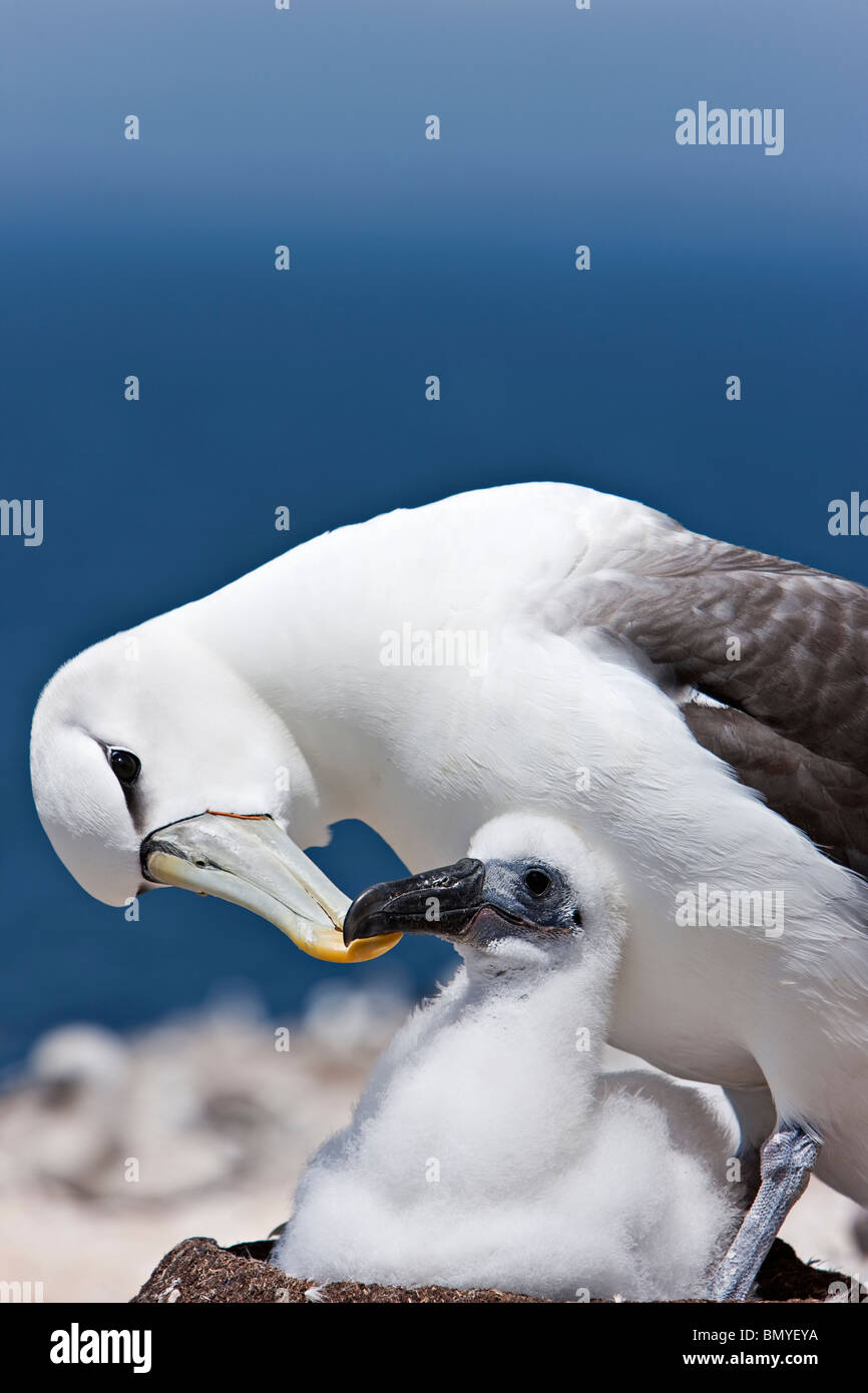 Schüchterner Albatros Thalassarche Cauta preens Küken Stockfoto