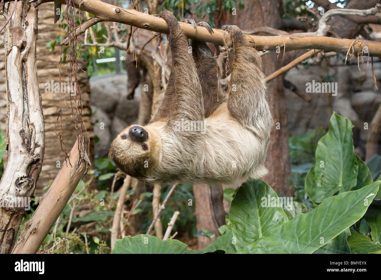 Südlicher Zweizöliger Sloth (Choloepus didactylus) auf einem Zweig im Zoo Stockfoto