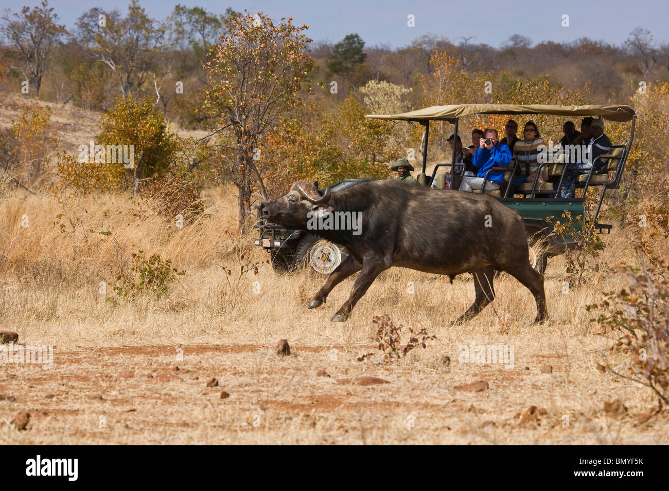 Touristen auf einem Game Drive ein Kaffernbüffel (Syncerus Caffer) beobachten. Viktoriafälle. Zimbabwe. Stockfoto
