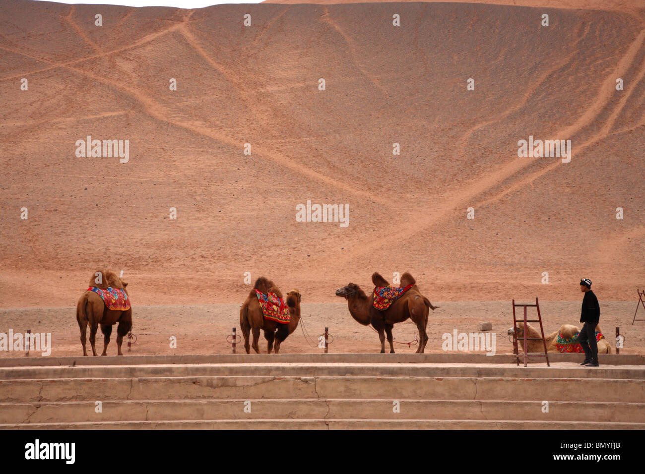 Kamel reitet unter den riesigen Sanddünen in der Crescent Moon Lake Theme Park in der Nähe von Dunhuang, Gansu-Provinz, China. Stockfoto