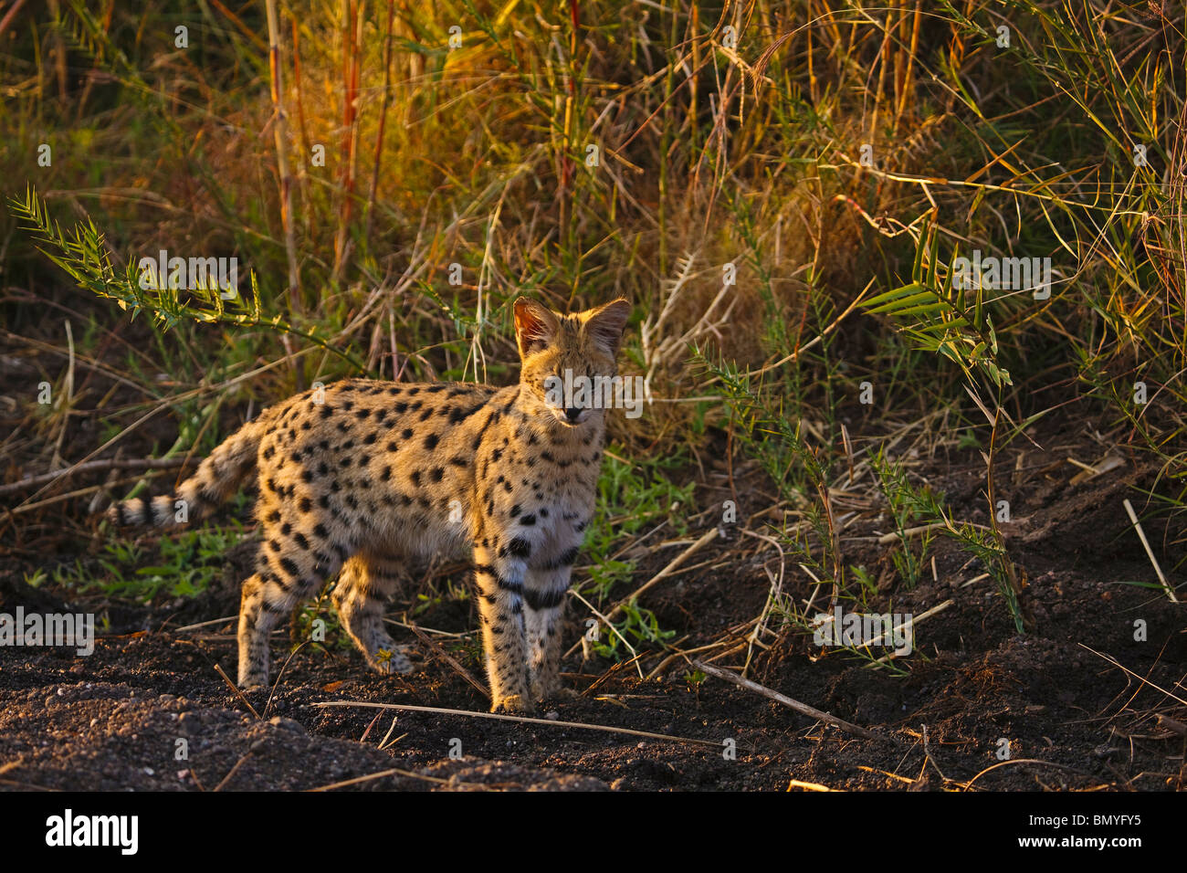 Serval (Leptailurus Serval) am Northern Tuli Game Reserve in Botswana. Stockfoto