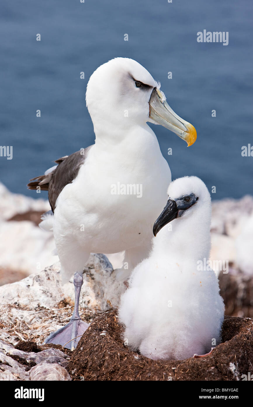 Schüchterner Albatros Thalassarche Cauta neigt Küken Stockfoto