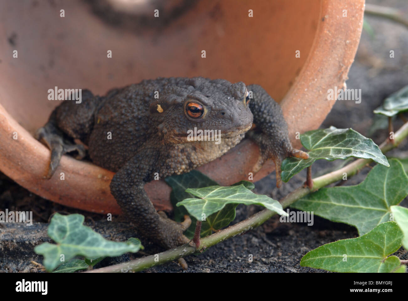 Gemeinsamen Kröte im Blumentopf in Garten Schuppen/Gewächshaus Stockfoto