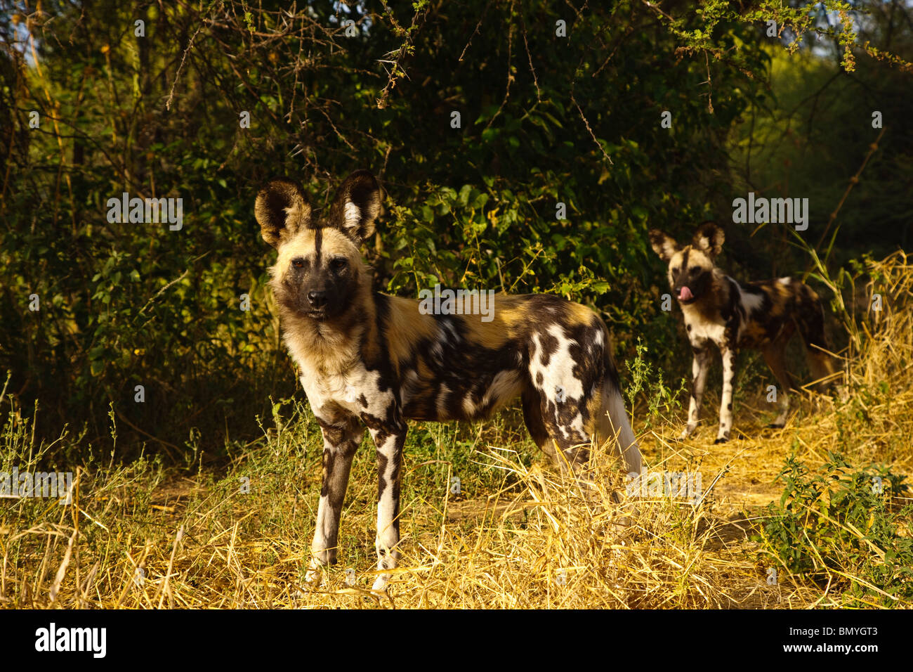 Afrikanischer Wildhund (LYKAON Pictus), zwei Personen am Rande ein Dickicht. Stockfoto