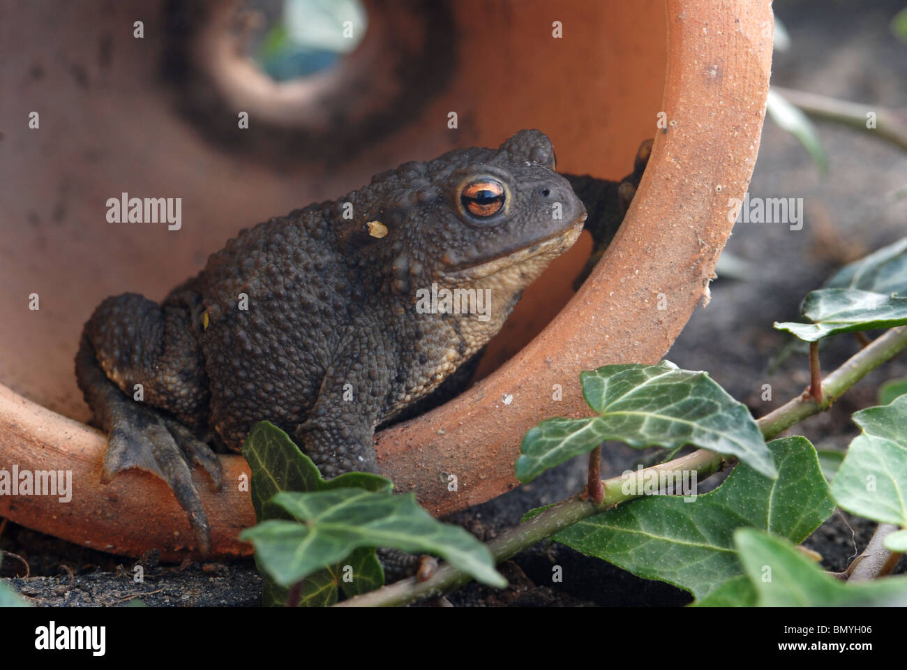 Gemeinsamen Kröte im Blumentopf in Garten Schuppen/Gewächshaus Stockfoto