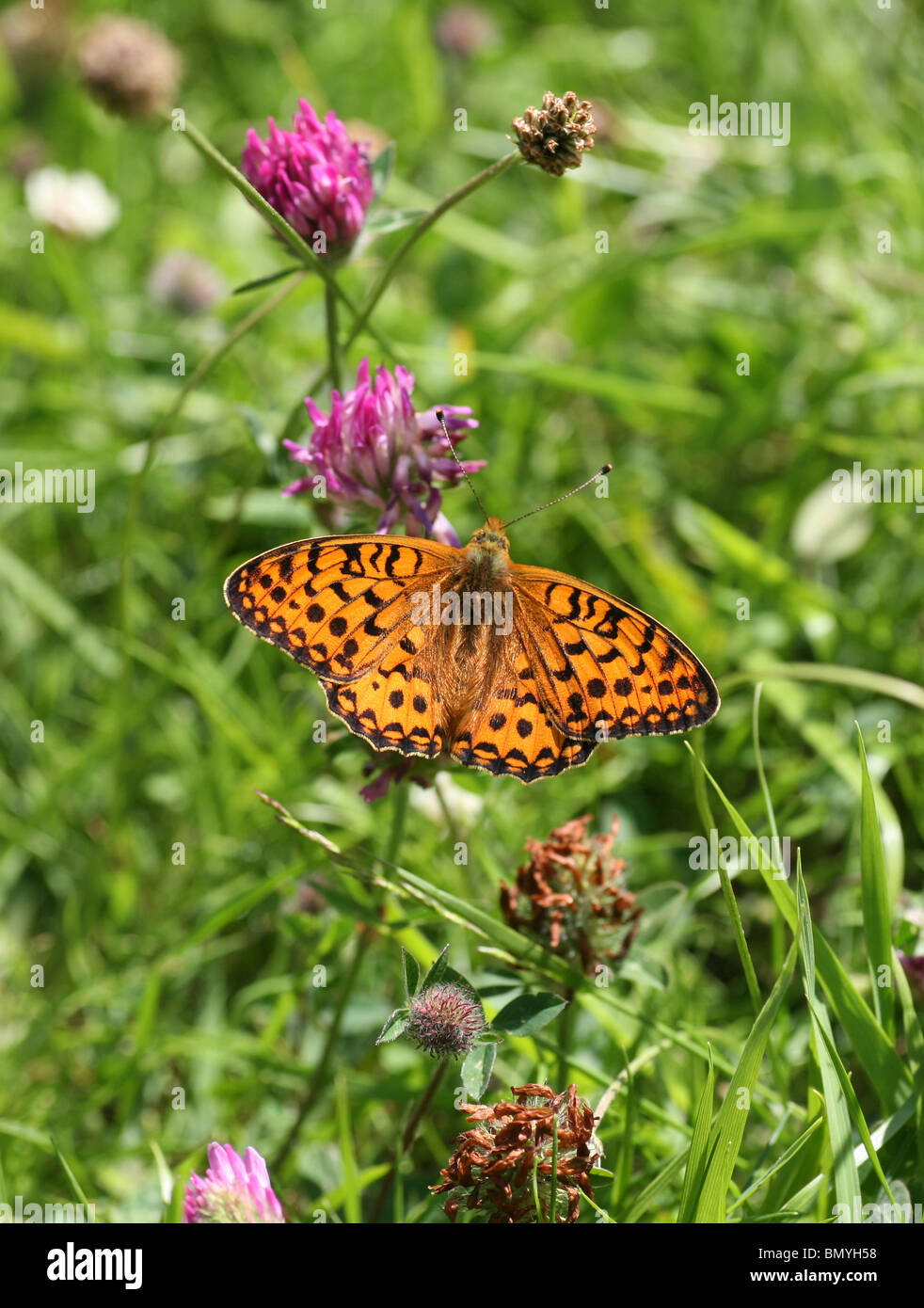 Dunkelgrüner Schmetterling (Argynnis aglaja), England, Großbritannien Stockfoto