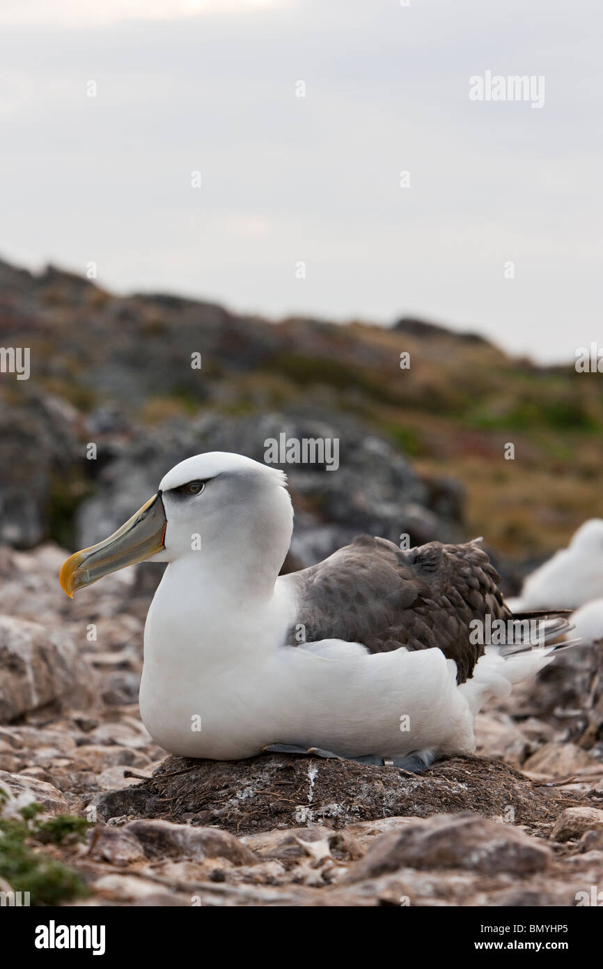 Schüchterner Albatros Thalassarche Cauta auf nest Stockfoto