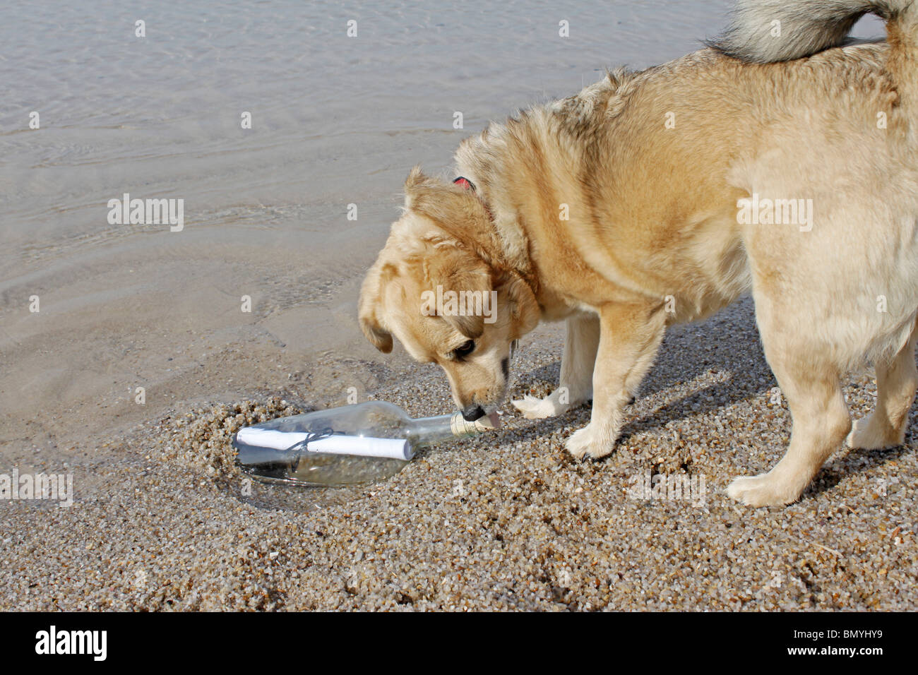 die Hälfte züchten Hund die Strand Flasche Stockfoto