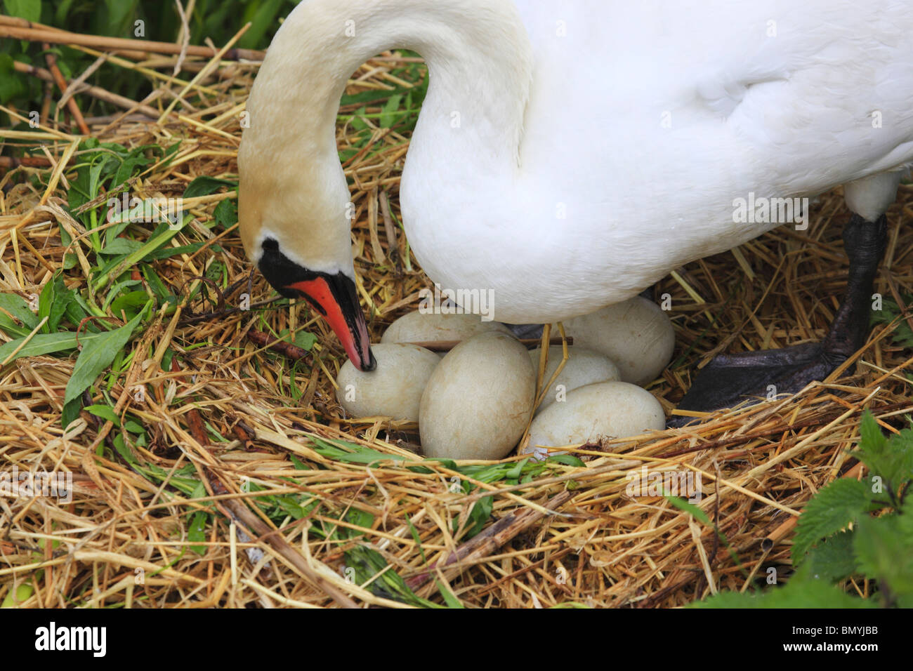 Höckerschwan mit Kupplung im Nest / Cygnus Olor Stockfoto