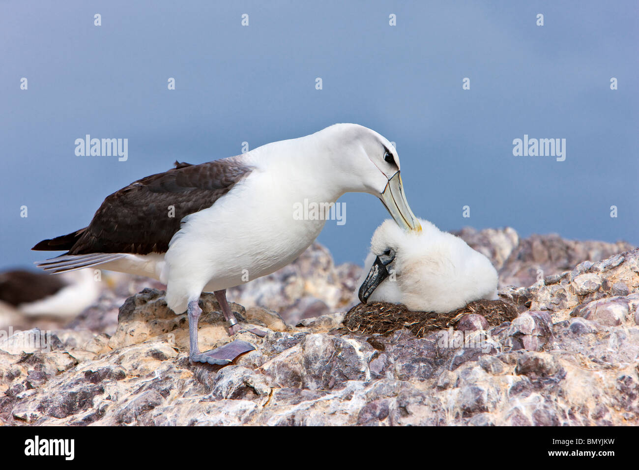 Schüchterner Albatros Thalassarche Cauta Tedning Küken Stockfoto