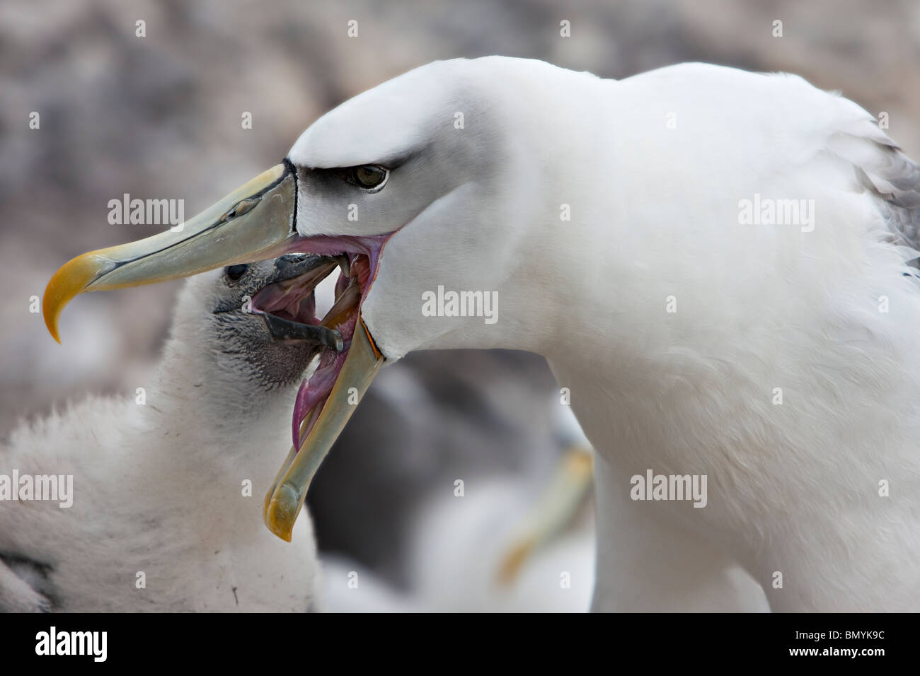 Schüchterner Albatros Thalassarche Cauta Fütterung Küken frisch gefangen Tintenfisch Stockfoto